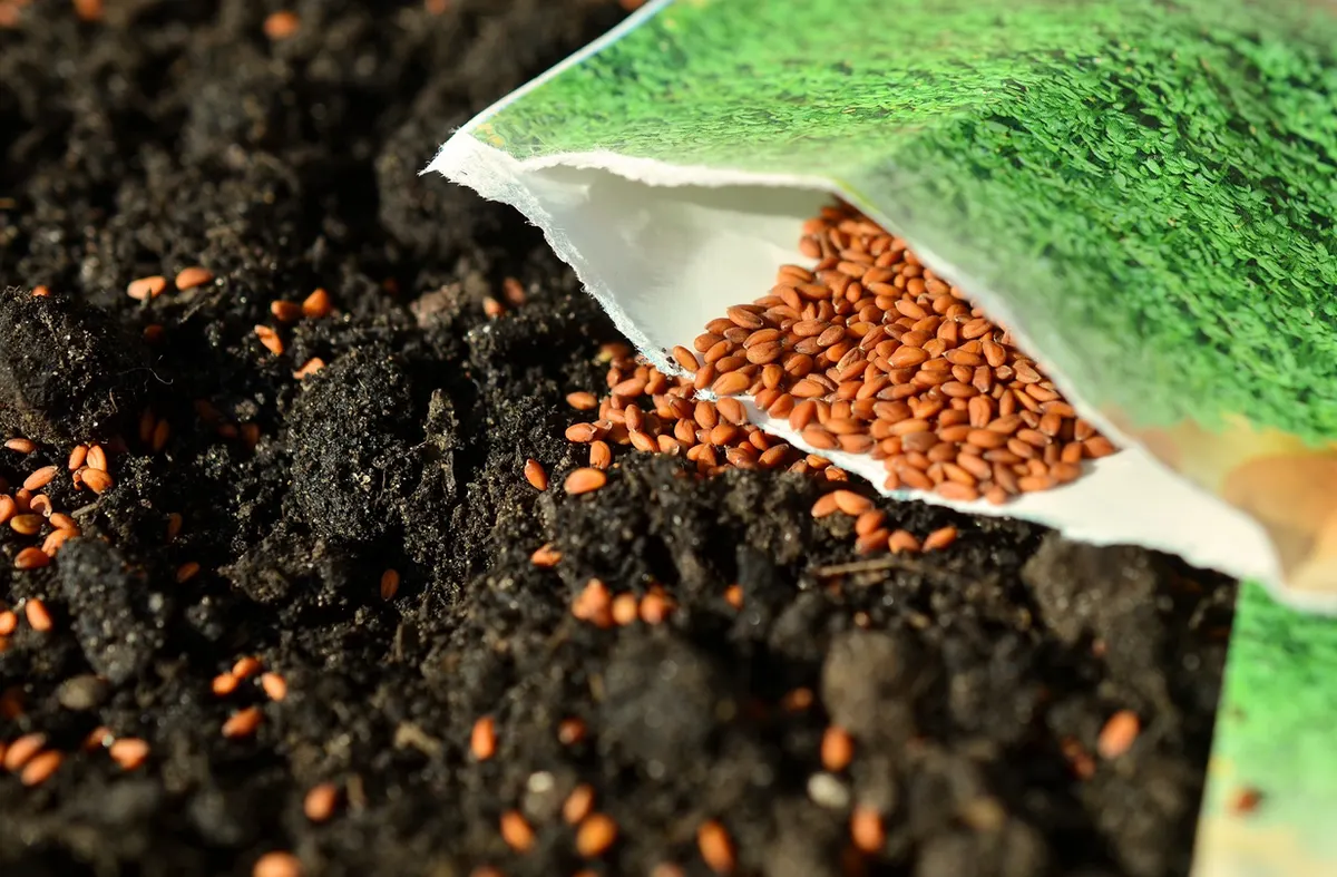 Seeds on Soil